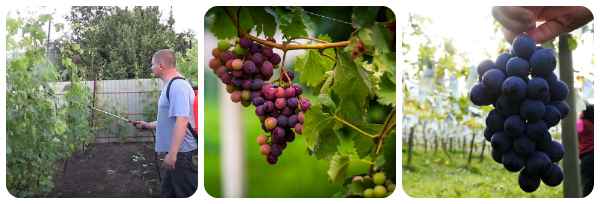 мужчина опрскивает виноград, гроздья