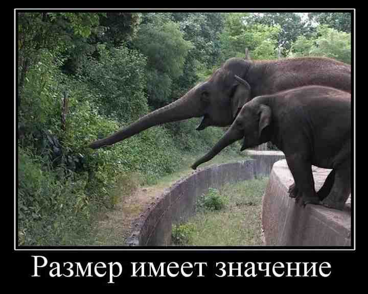 слон хобот размер